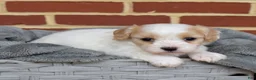 Cavachon dogs for sale: London - Ad 4