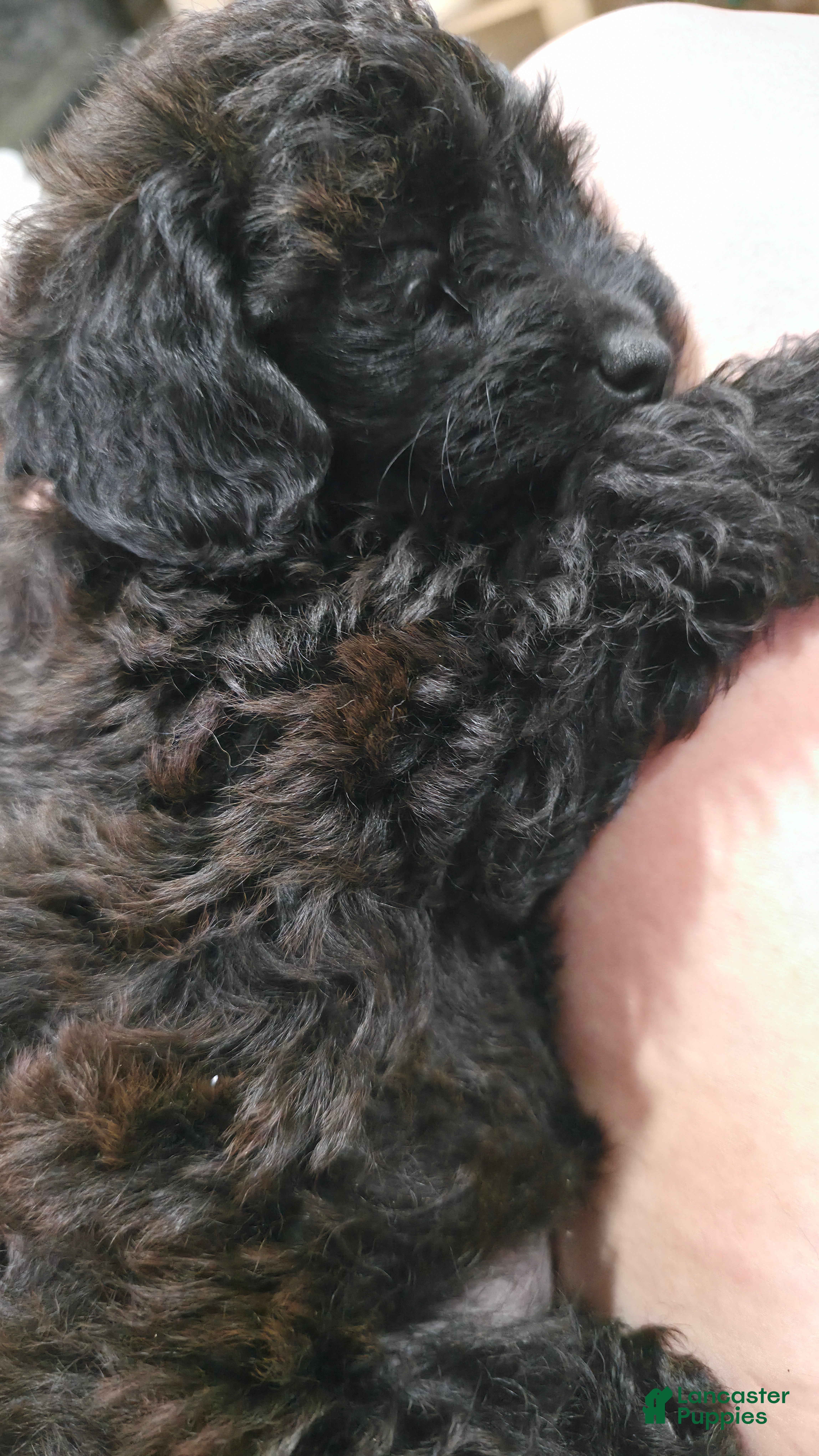 Yorkiepoo dogs Yorkiepoo 4 Brown Collar Expreso  - Ad 31