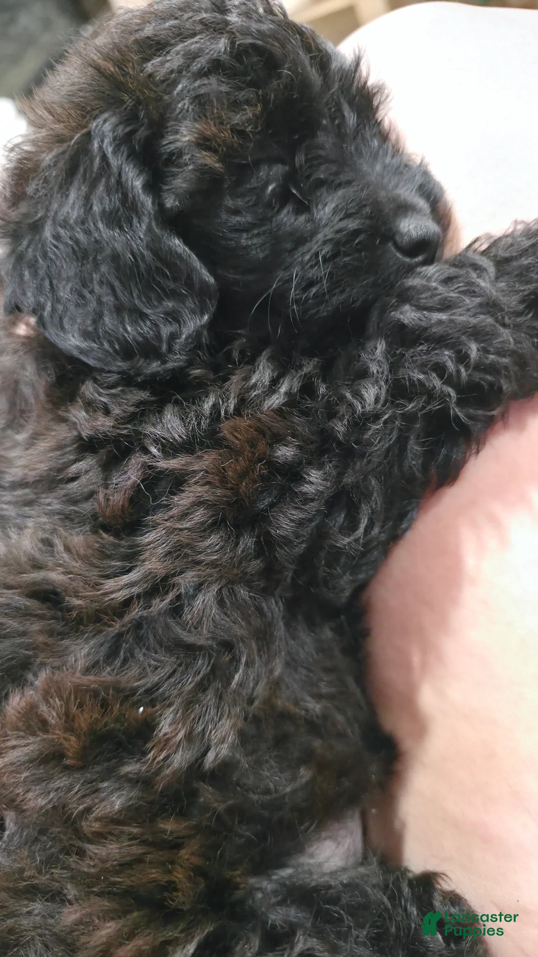 Yorkiepoo dogs for sale: Yorkiepoo 4 Brown Collar Expreso  - Ad 1