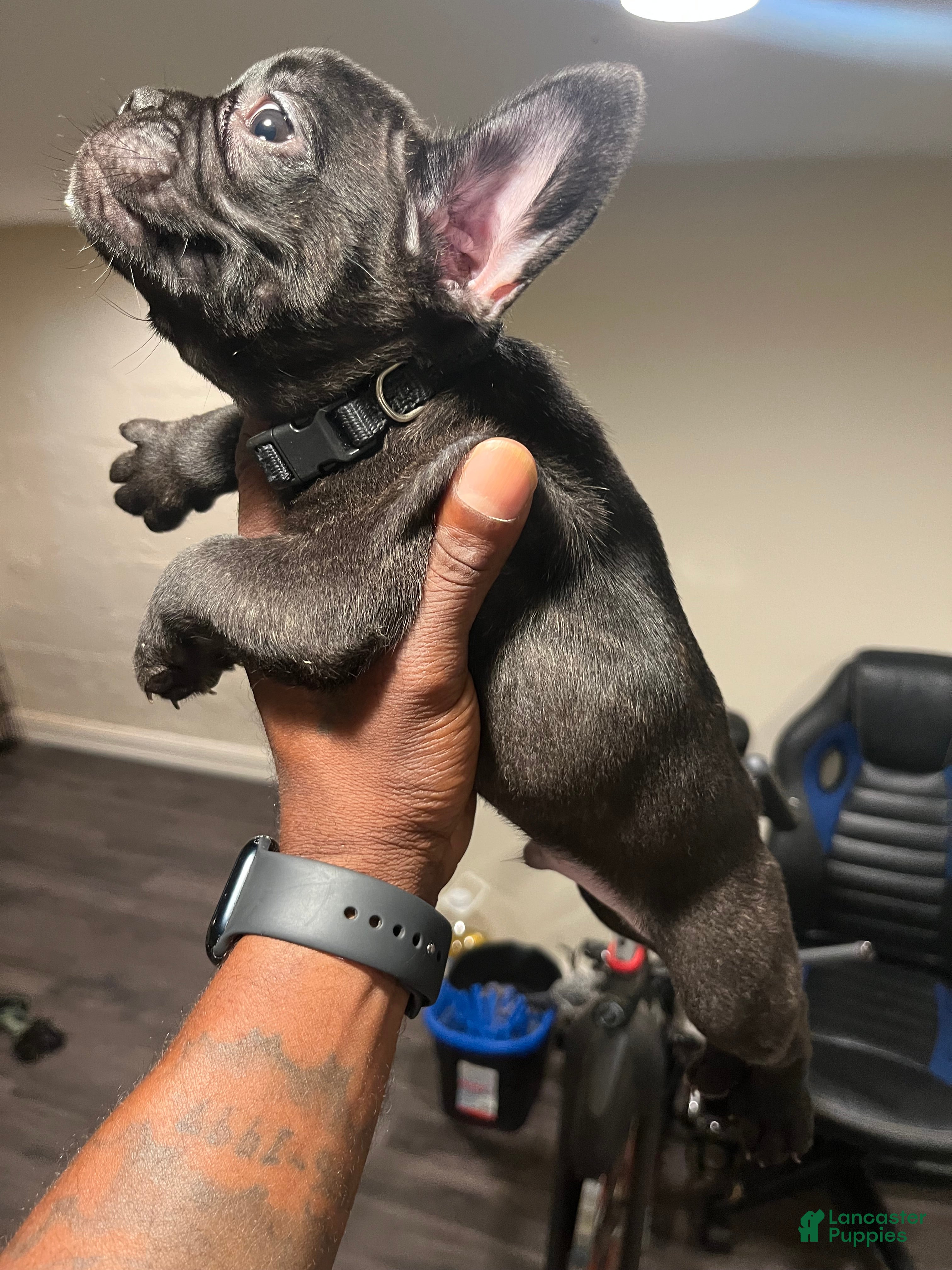 French Bulldog dogs  6 - Ad 1