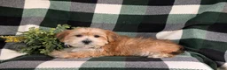 Morkie dogs for sale: Beethovan 7 lbs Full Grown - Ad 5
