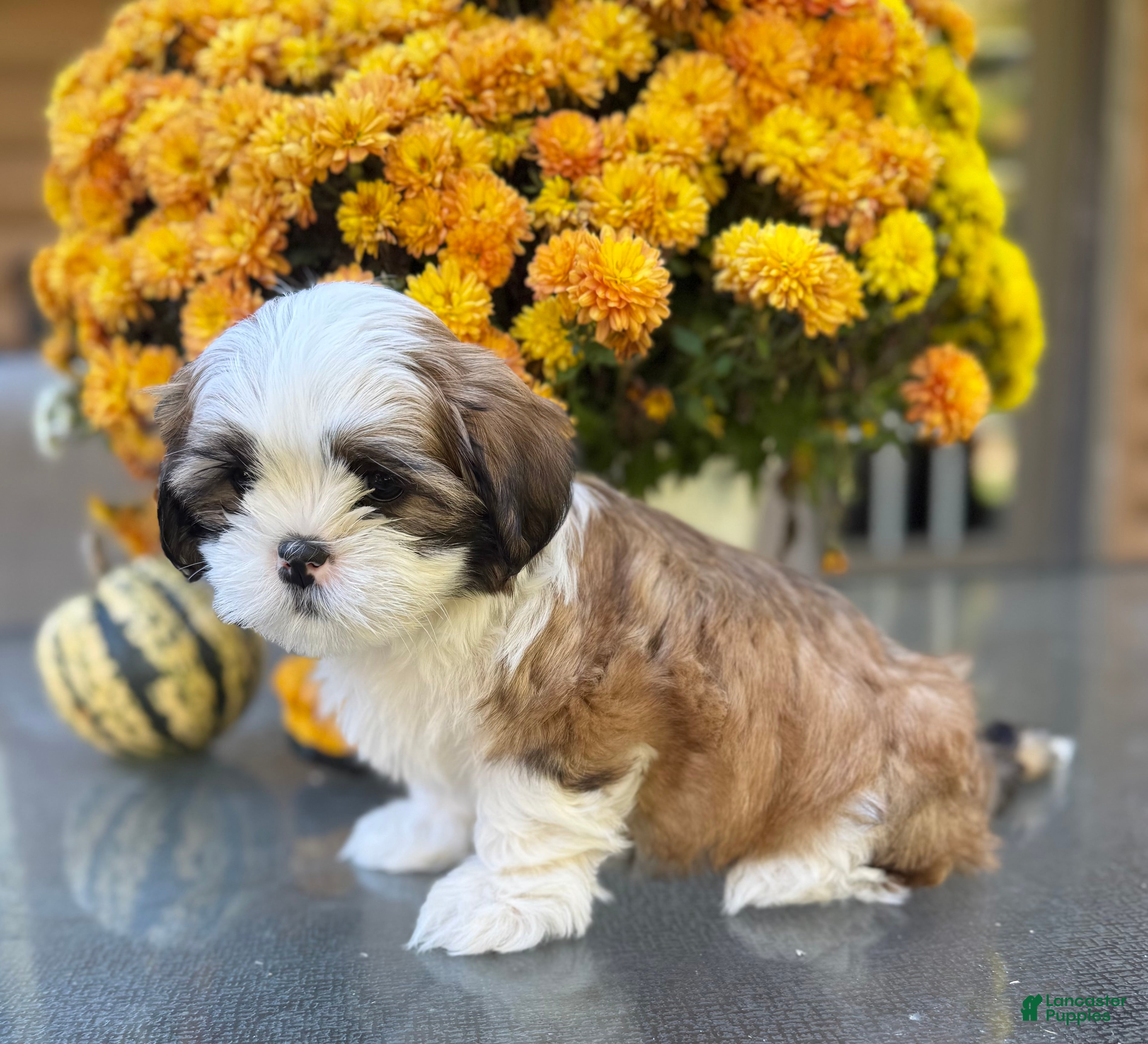 Teddy Bear dogs for sale: Root beer  - Ad 1
