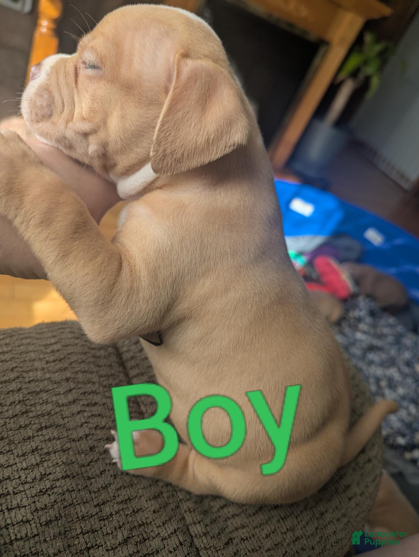 American Bully dogs for sale: American Bully 2 - Ad 36