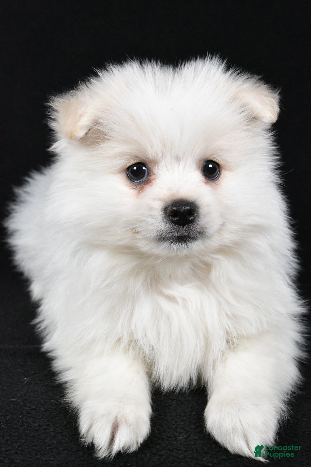 Pomeranian dogs for sale: Teddy - Ad 4