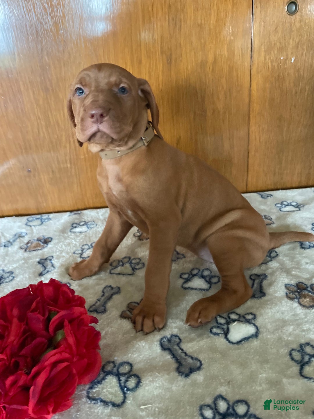 Vizsla dogs for sale: Eden - Ad 2