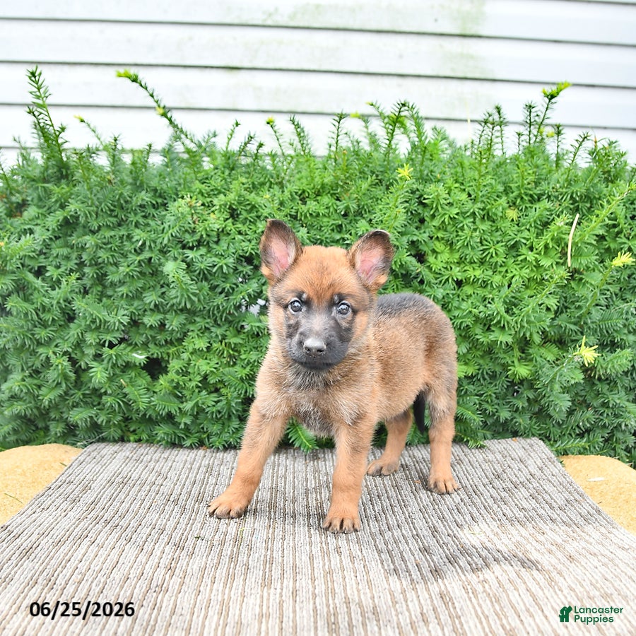 Mixed Breed dogs Athena - Ad 2