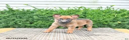 Mixed Breed dogs for sale: Athena - Ad 2