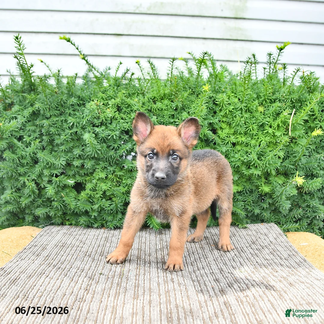 Mixed Breed dogs for sale: Athena - Ad 2