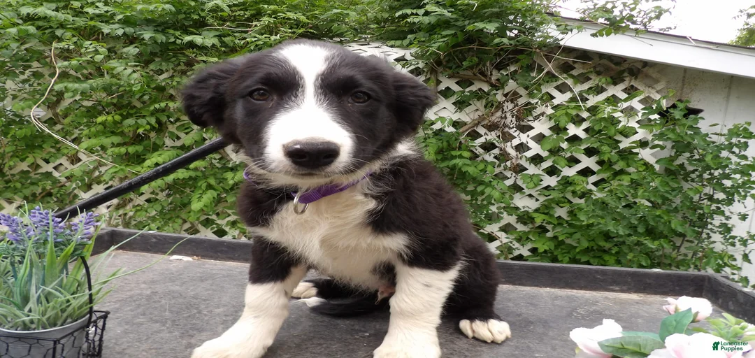 Gallery Image {{count}}