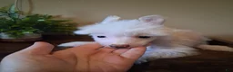 Chinese Crested dogs for sale: Honey - Ad 5