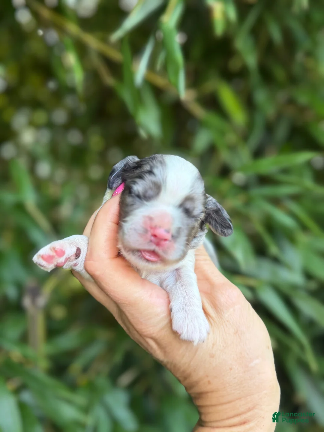 Cocker Spaniel dogs for sale: Cocker Spaniel 2 - Ad 1