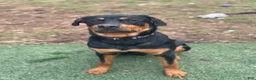 Rottweiler dogs for sale: Nova - Ad 2