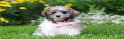 Havanese dogs for sale: Susie - Ad 1