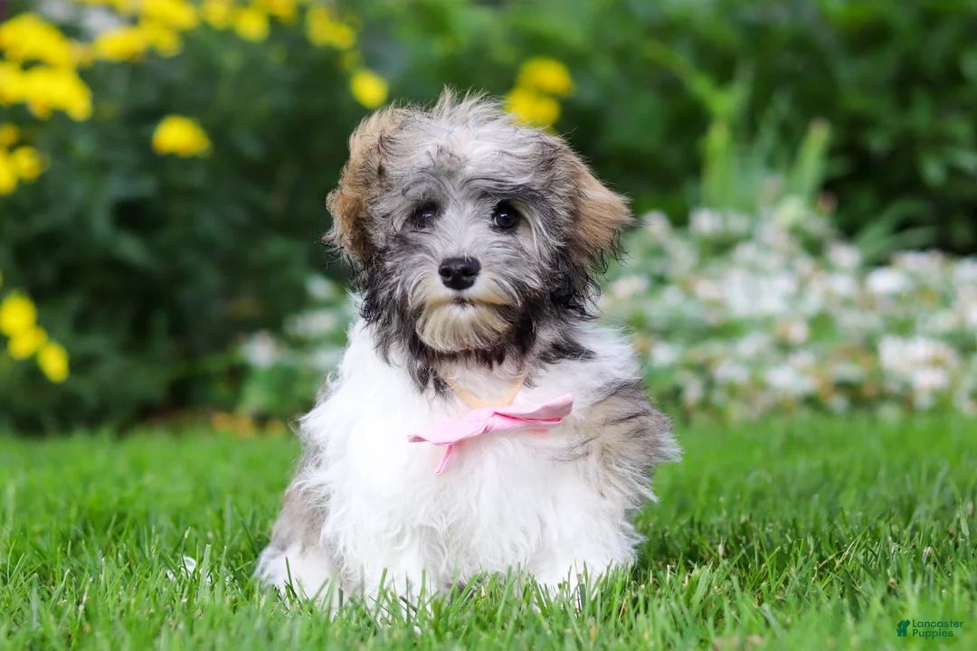 Havanese dogs for sale: Susie - Ad 1