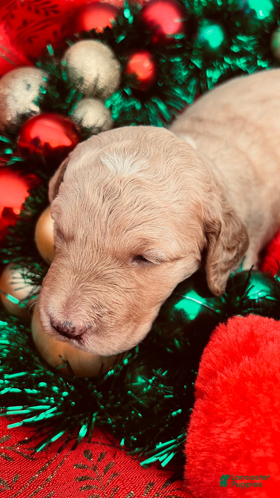 Goldendoodle dogs for sale: Faith - (smaller) Medium - Ad 3