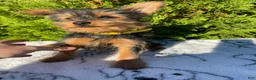 Yorkshire Terrier dogs for sale: Trinket - Ad 1