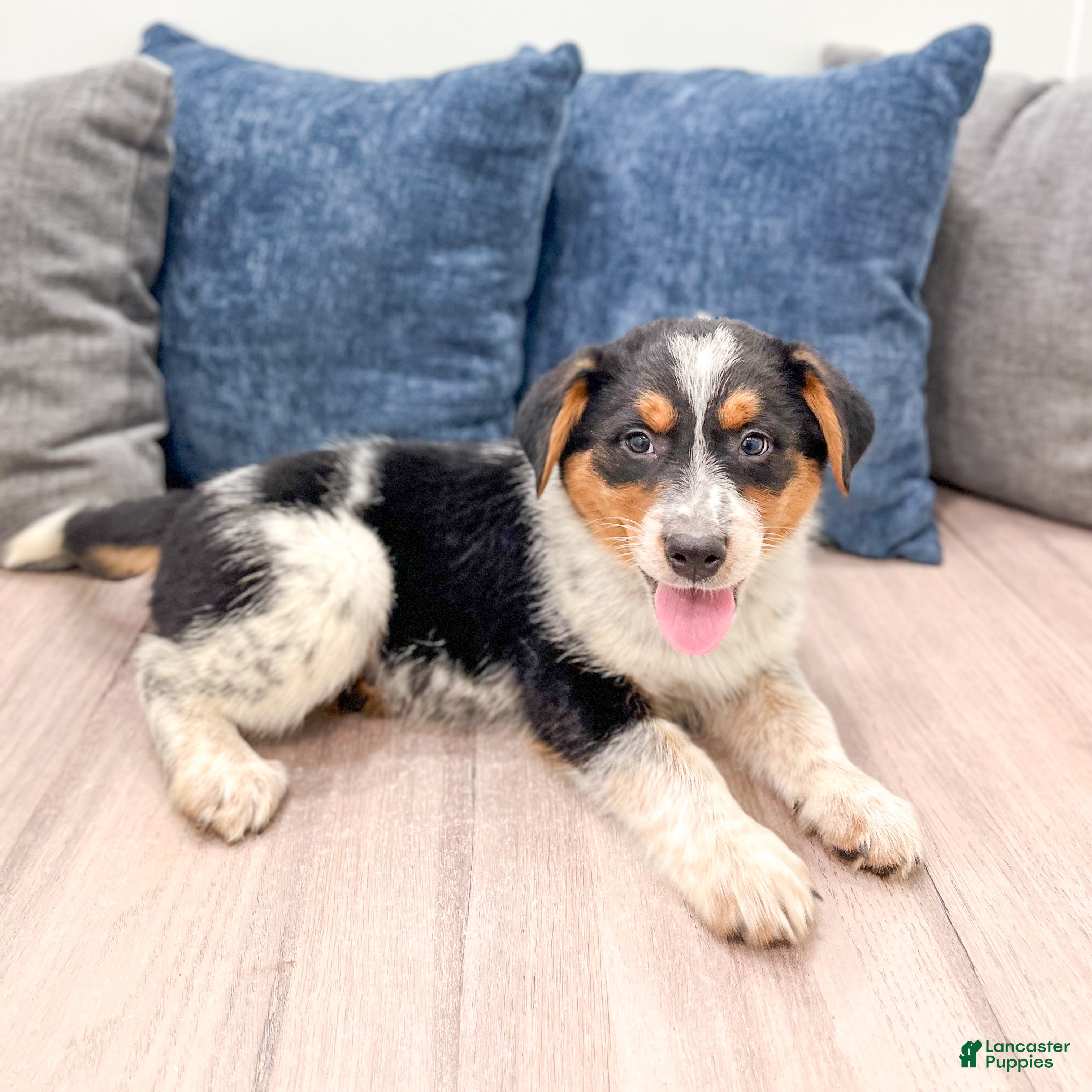 Australian Cattle Dog dogs for sale: Rover - Ad 3