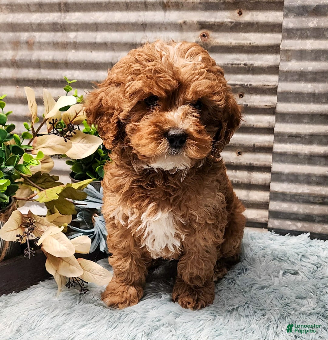 Cavapoo dogs for sale: Jolly - Ad 1