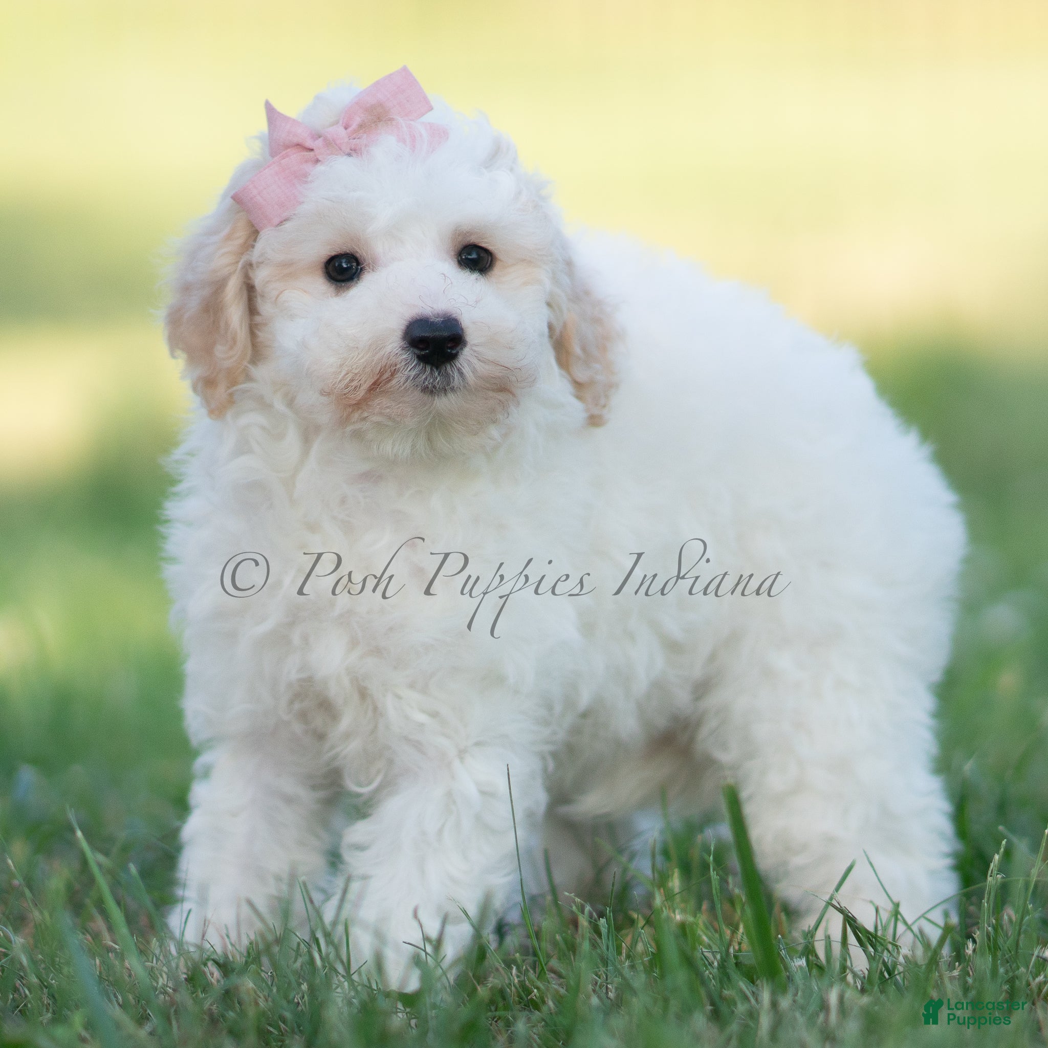 Mini Goldendoodle dogs nixie - Ad 7
