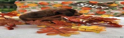 Miniature Dachshund dogs for sale: Spice - Ad 5