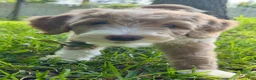 Mini Goldendoodle dogs for sale: Mini Goldendoodle Honey - Ad 2