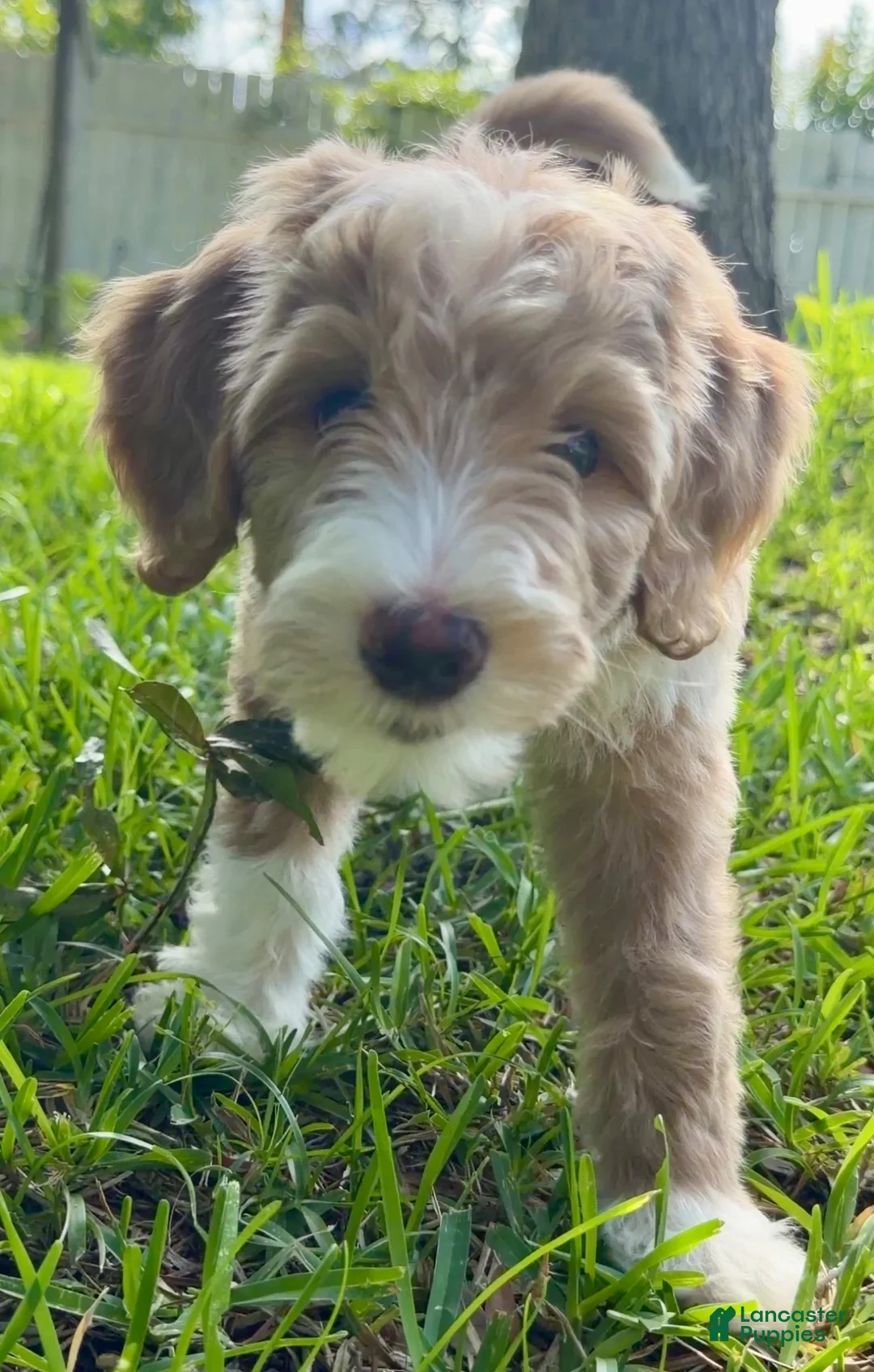 Mini Goldendoodle dogs for sale: Mini Goldendoodle Honey - Ad 2