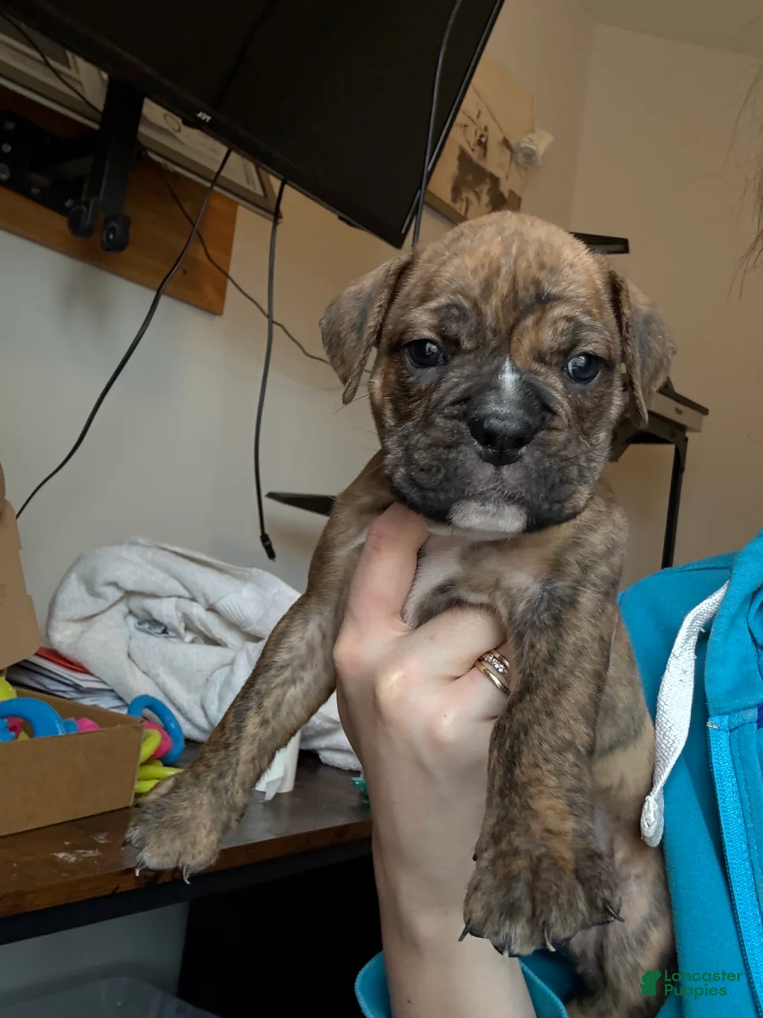 Mixed Breed dogs for sale: Mixed Breed Puppy 4 - Ad 1