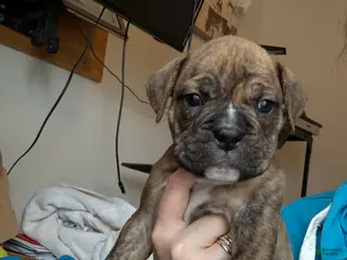 Mixed Breed dogs Mixed Breed Puppy 4 - Ad 11