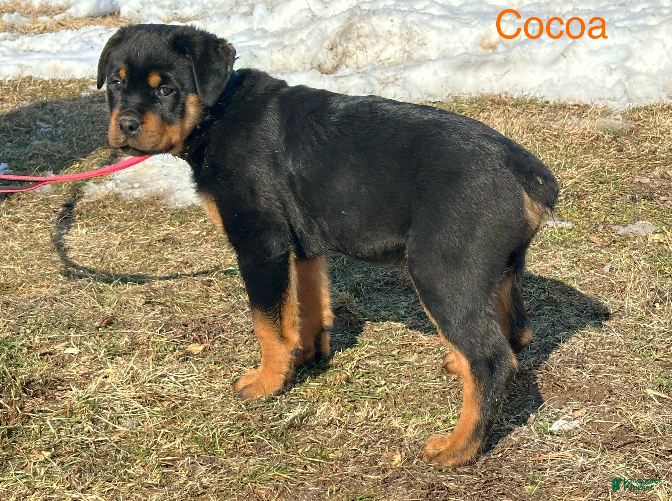 Rottweiler dogs Cocoa - Ad 38