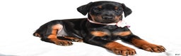 Doberman Pinscher dogs for sale: Lola - Ad 1