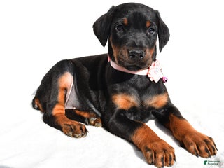 Doberman Pinscher dogs Lola - Ad 36