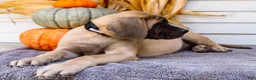 English Mastiff dogs for sale: Miles - Ad 18