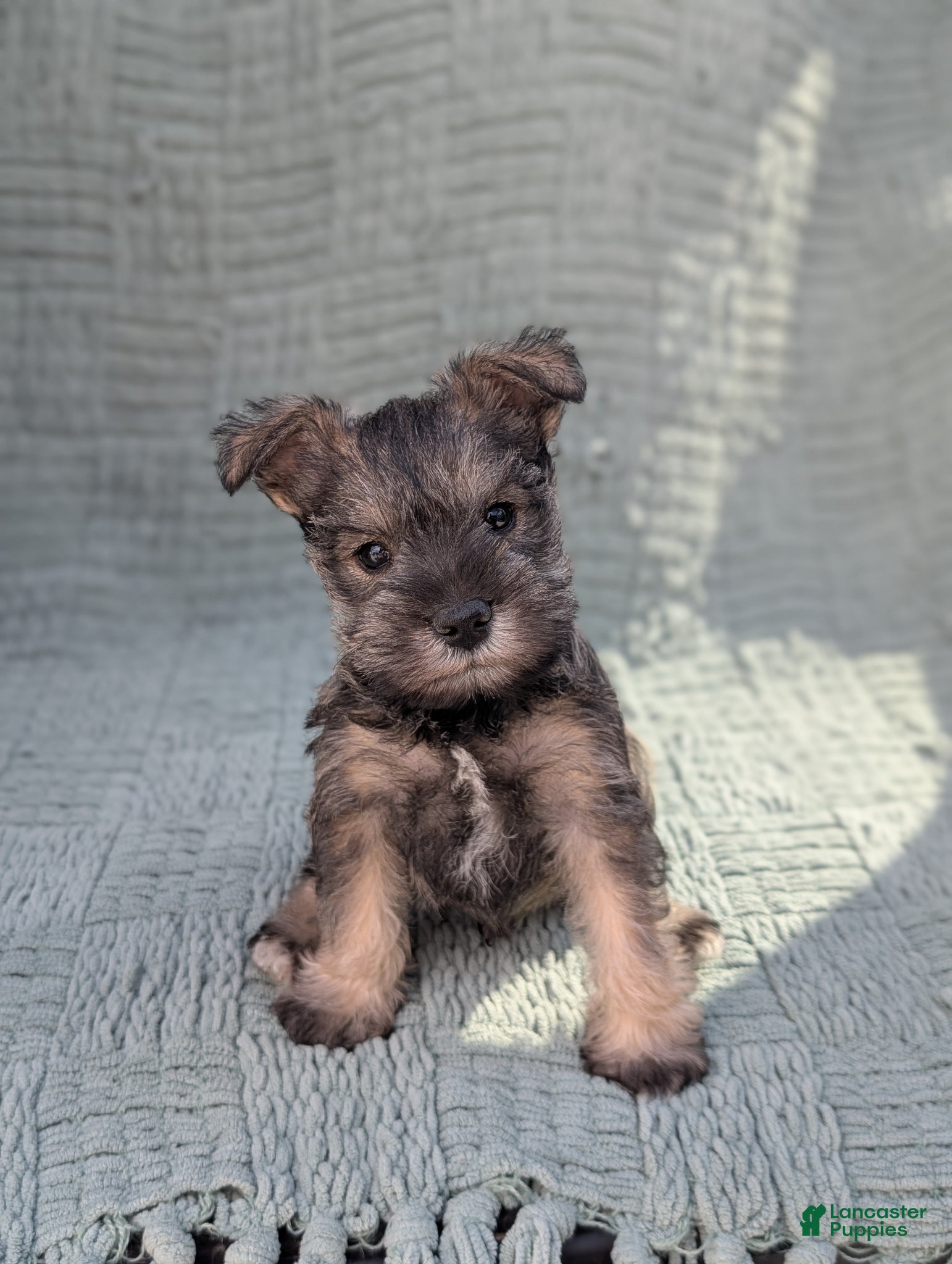 Miniature Schnauzer dogs AKC Elvis  - Ad 1