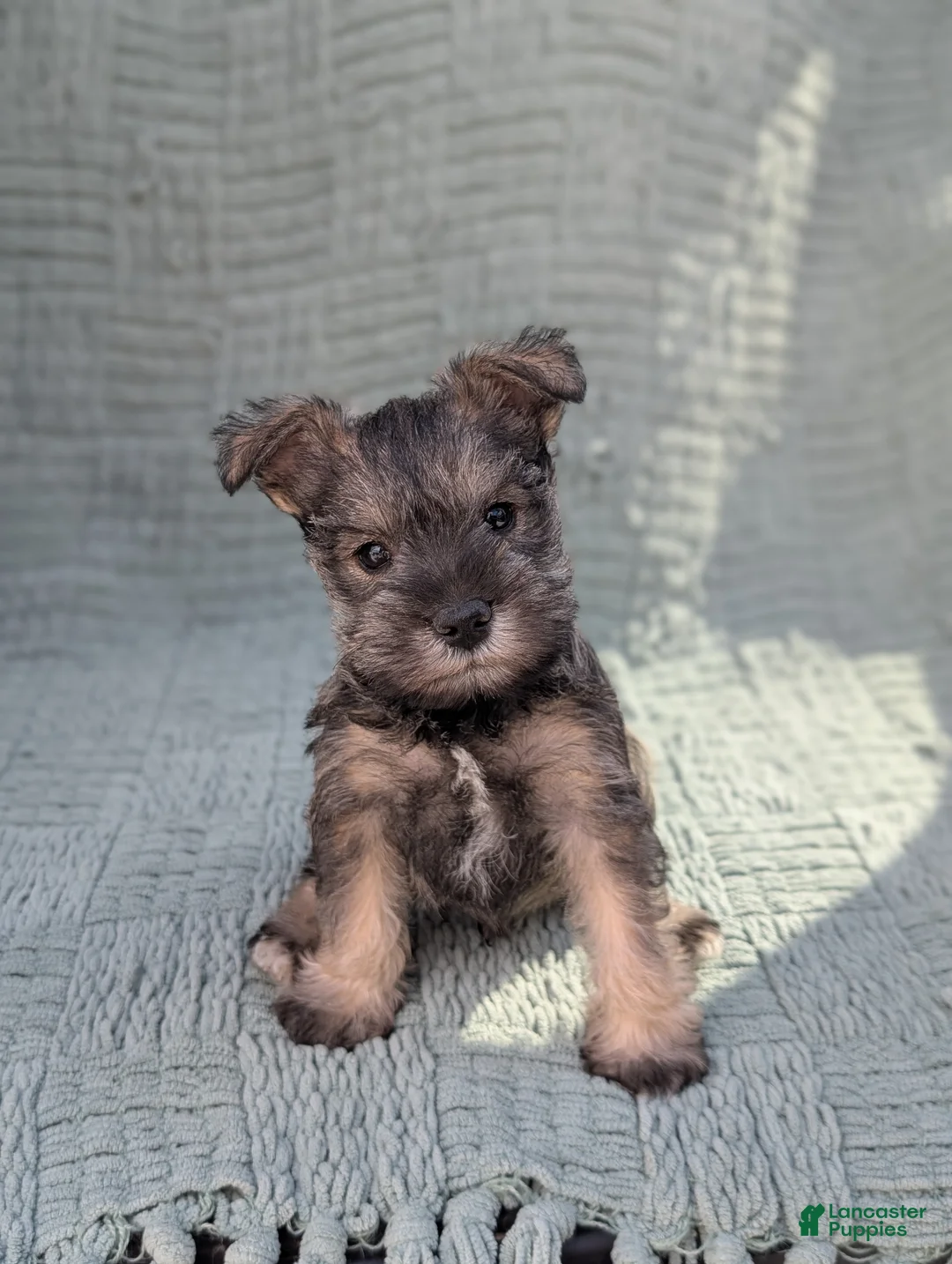 Miniature Schnauzer dogs for sale: AKC Elvis  - Ad 1