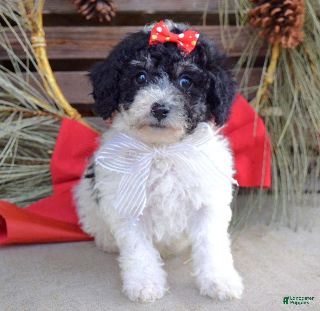 Bichpoo dogs for sale: Lola - Ad 5