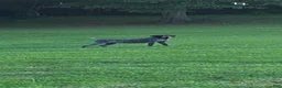 German Shorthaired Pointer dogs for sale: Ryder - Ad 8