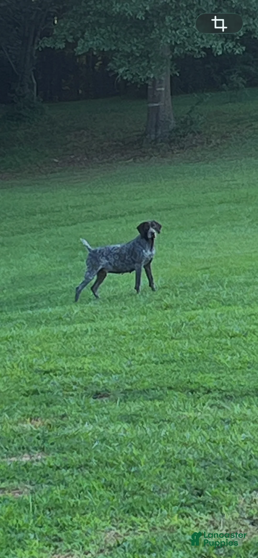German Shorthaired Pointer dogs for sale: Ryder - Ad 8