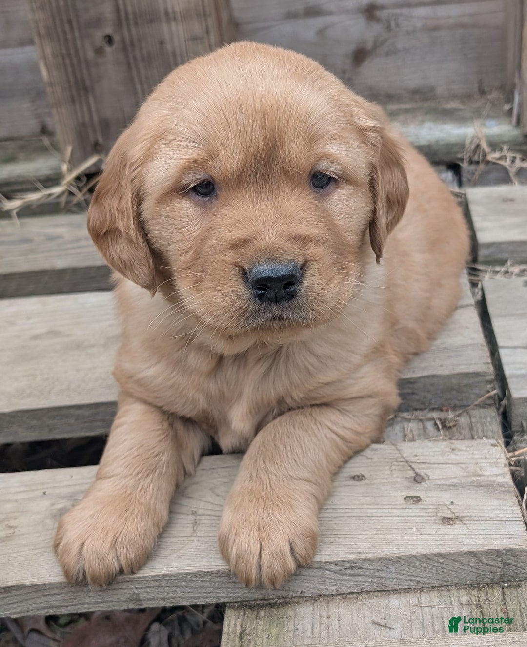 Golden Retriever dogs for sale: Max - Ad 3