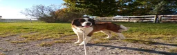 Saint Bernard dogs for sale: Ellie - Ad 7