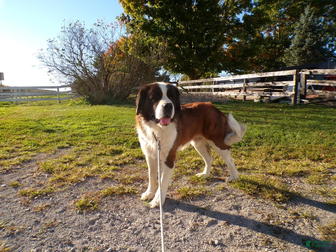 Saint Bernard dogs for sale: Ellie - Ad 7
