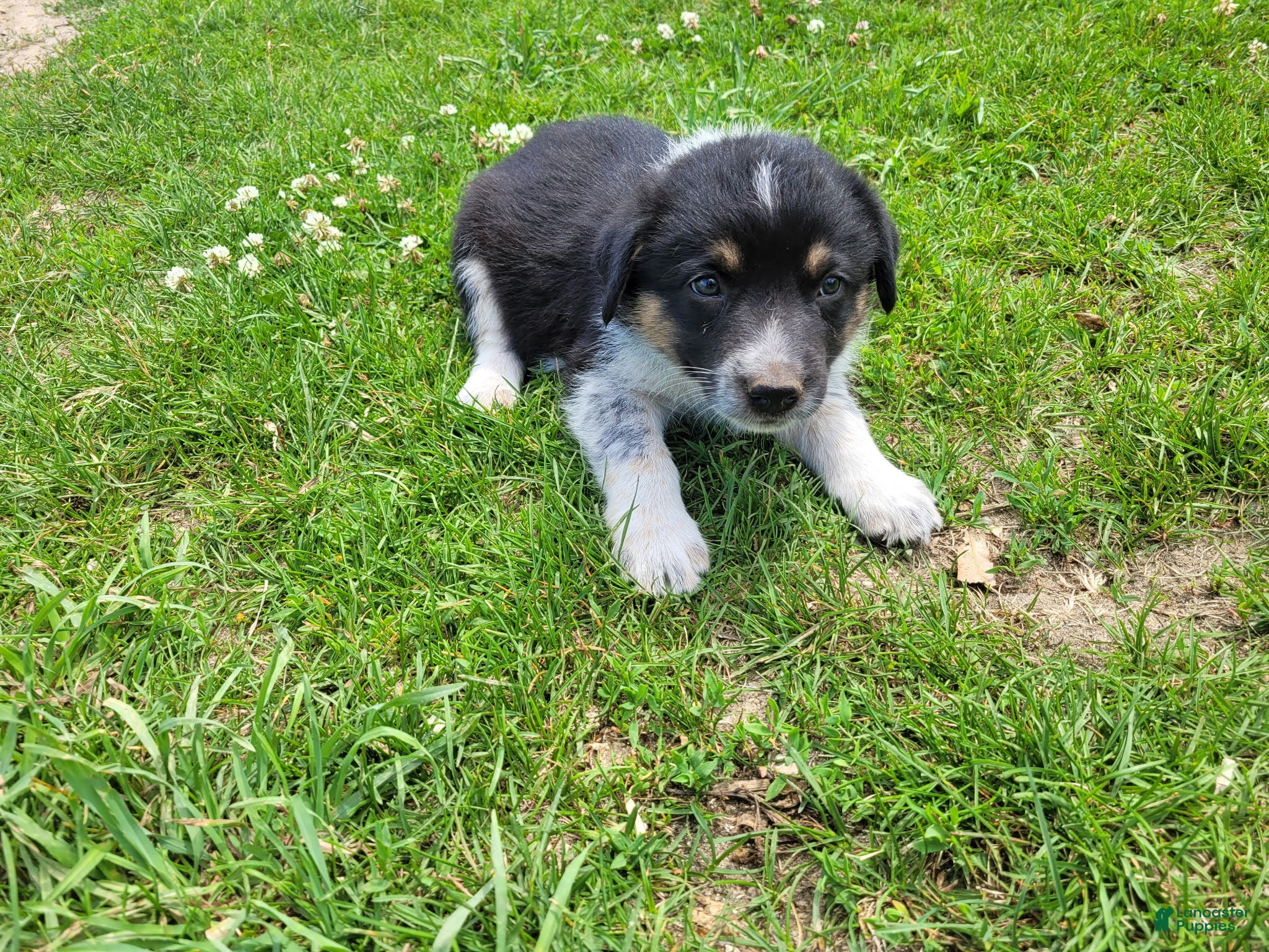 Mixed Breed dogs Linda  - Ad 2