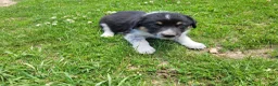 Mixed Breed dogs for sale: Linda  - Ad 2
