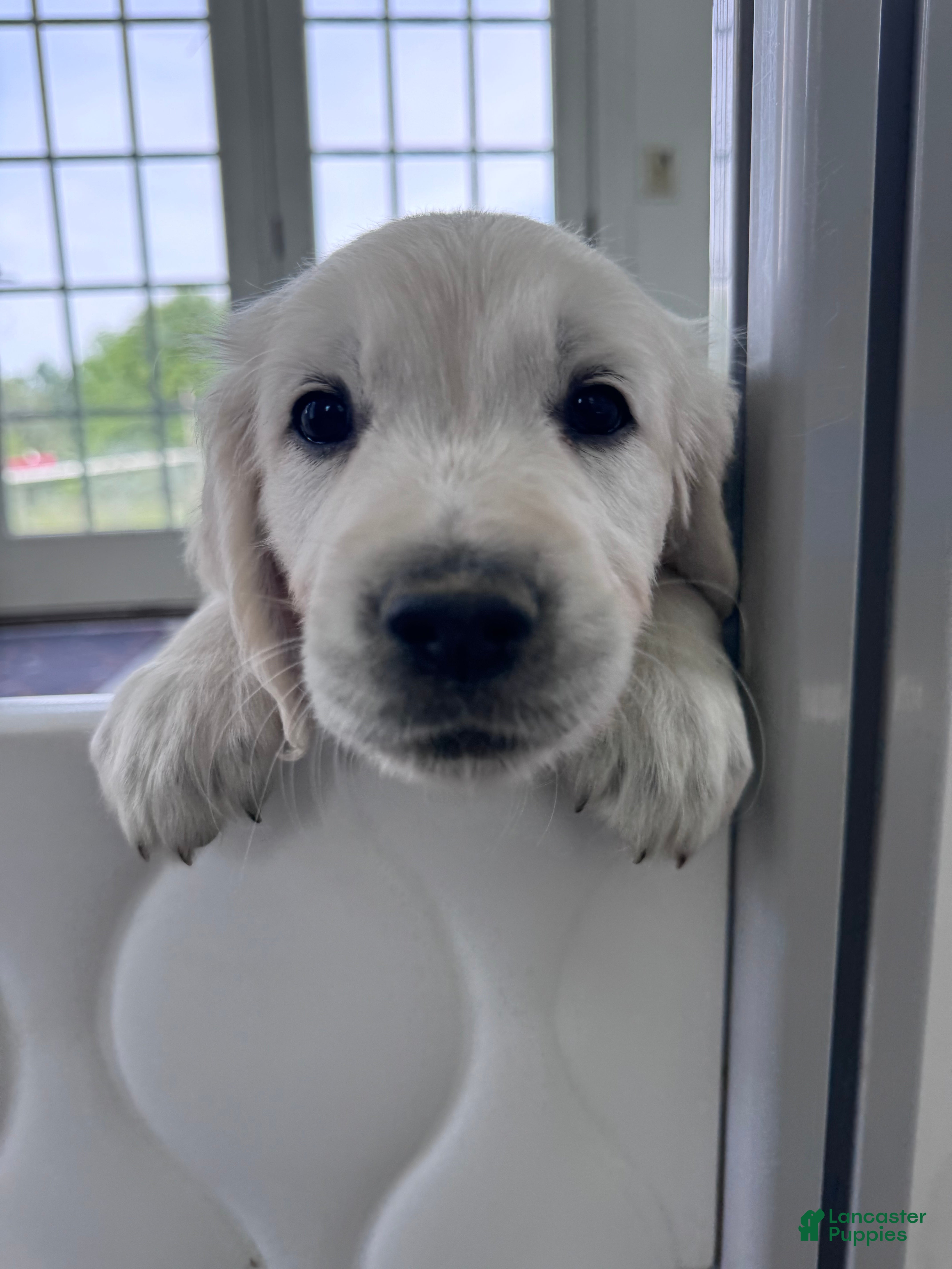 Golden Retriever dogs Pink  - Ad 2