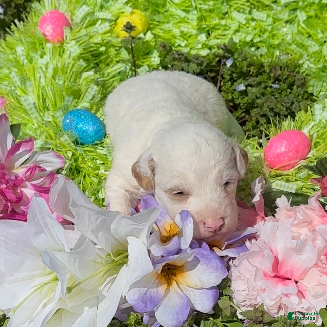 Mini Goldendoodle dogs Lupin - Ad 2