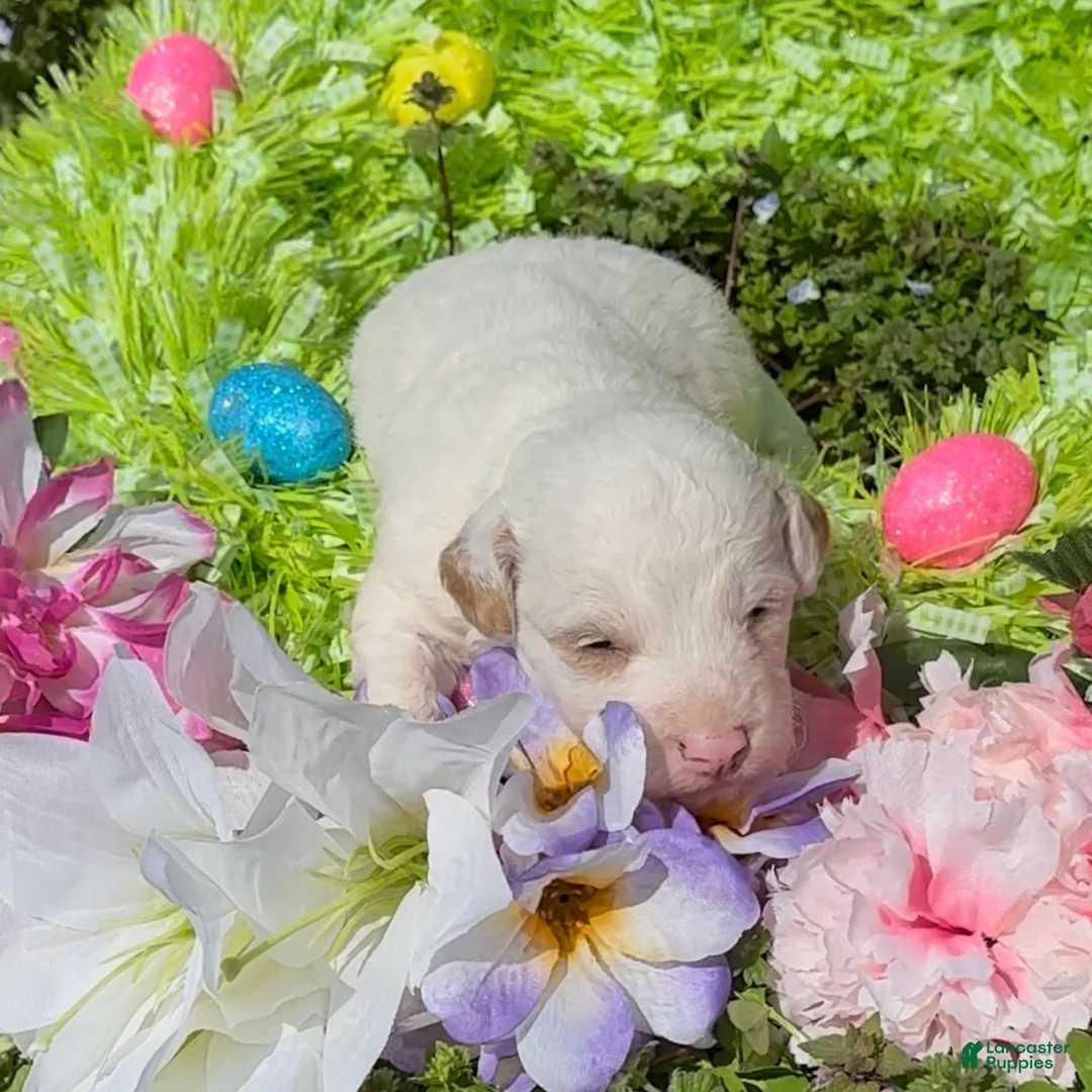 Mini Goldendoodle dogs for sale: Lupin - Ad 2