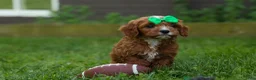 Cavapoo dogs for sale: OLLIE - Ad 10