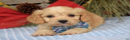 Maltipoo dogs for sale: Tucker - Ad 6