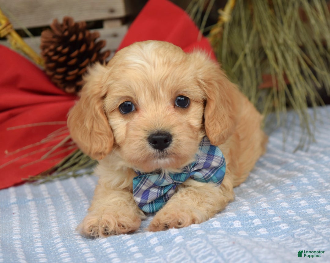 Maltipoo dogs for sale: Tucker - Ad 6