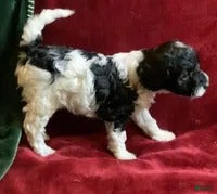 Mini Goldendoodle dogs Gigi - Ad 2