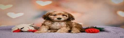 Cavapoo dogs for sale: Penny - Ad 3